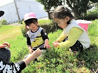 島田初倉園の様子